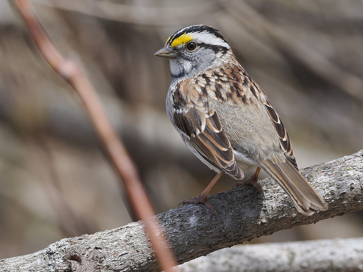 White-throated Sparrow - ML618395868