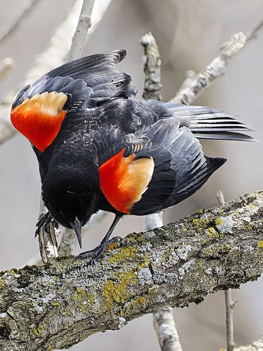Red-winged Blackbird - Denis Allard