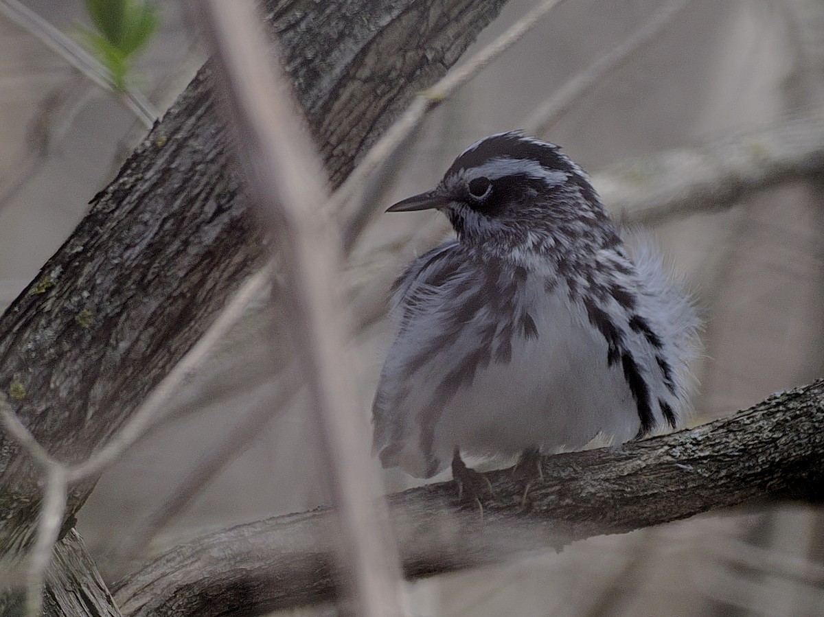 Black-and-white Warbler - ML618395899