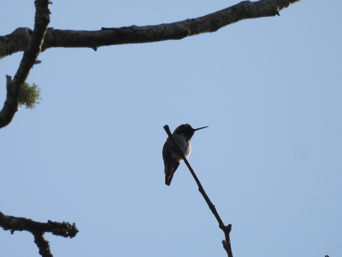 Anna's Hummingbird - Mark Stevens