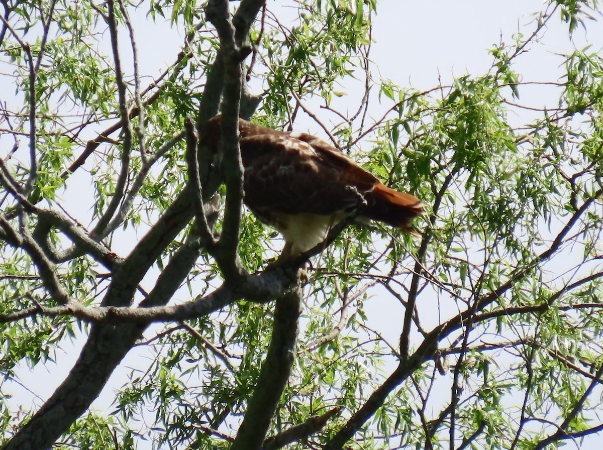 Red-tailed Hawk - ML618395908