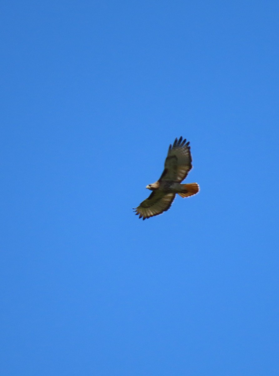 Red-tailed Hawk - ML618395909