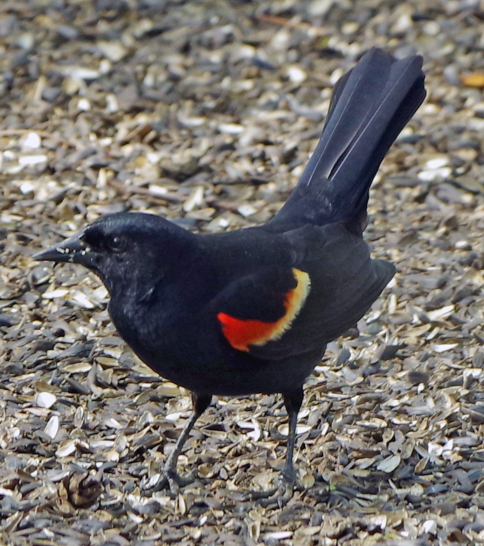 Red-winged Blackbird - ML618395963