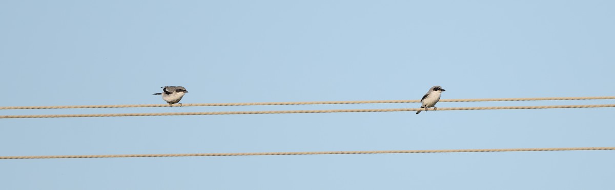 Loggerhead Shrike - ML618395979