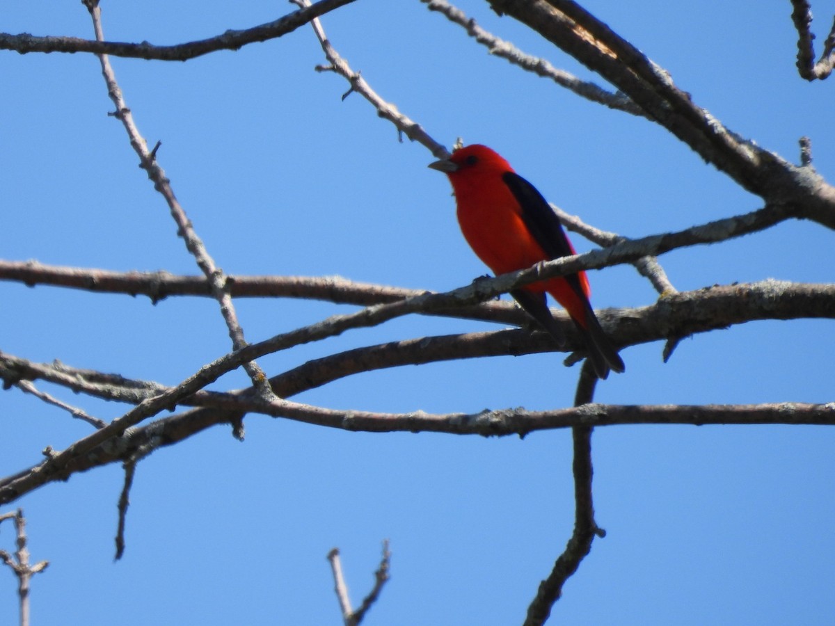 Scarlet Tanager - ML618395995