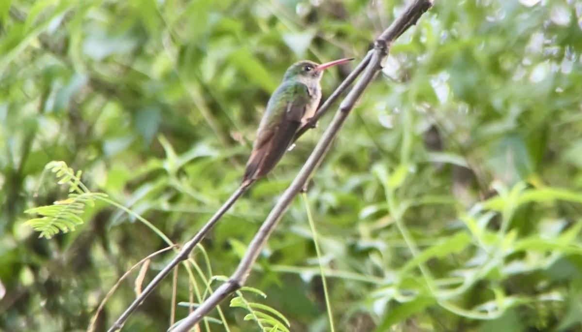 Buff-bellied Hummingbird - ML618396001