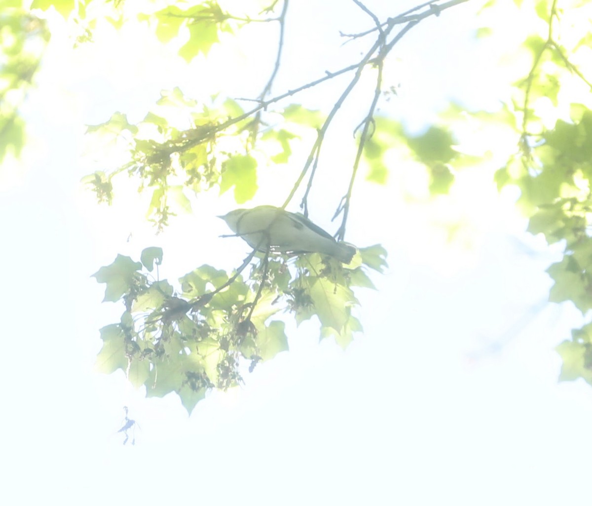 Cerulean Warbler - ML618396016