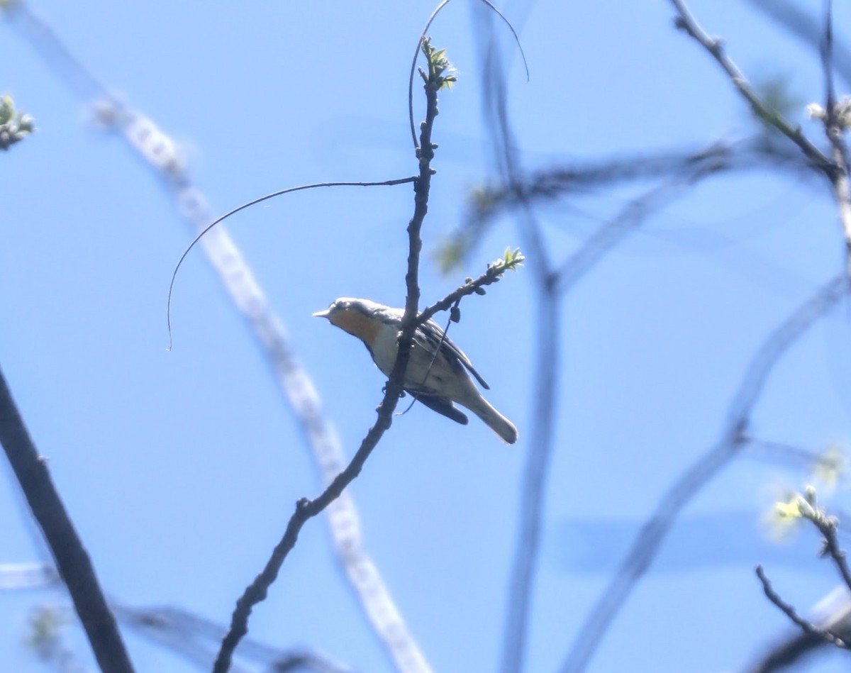 Yellow-throated Warbler - ML618396029