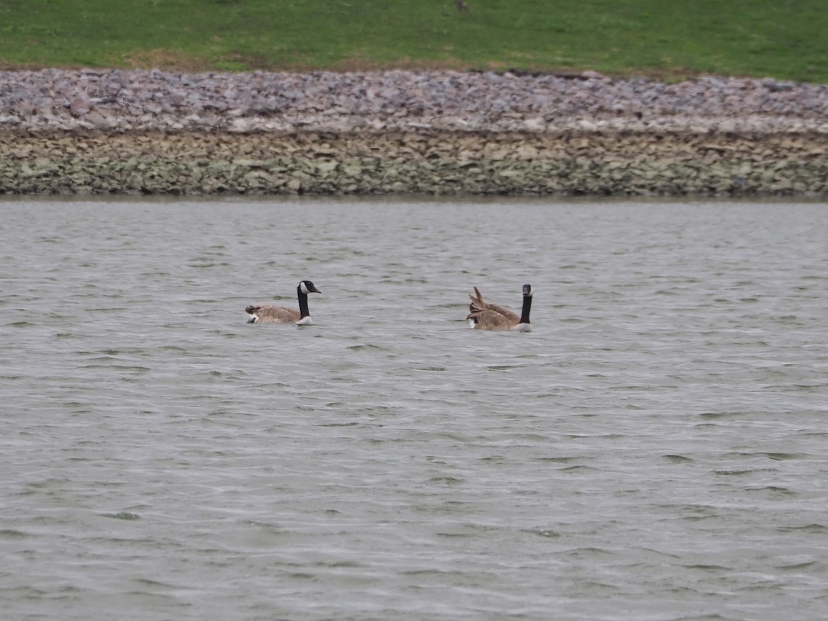 Ebird Checklist May Albany Wtp Species