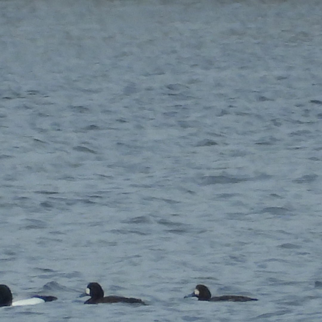 Greater Scaup - ML618396037