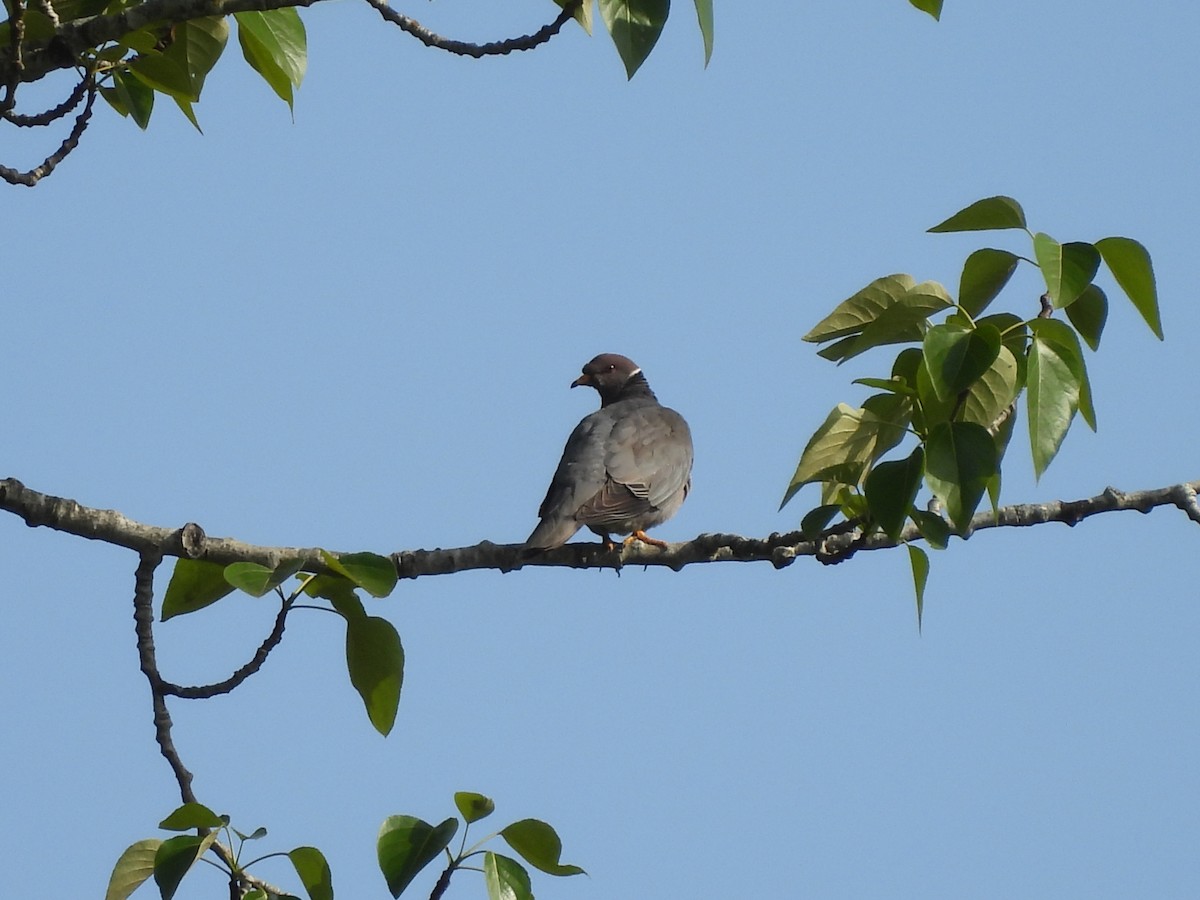 Band-tailed Pigeon - ML618396061