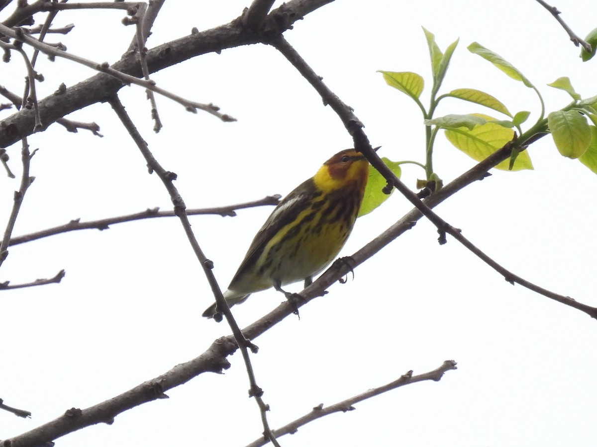 Cape May Warbler - ML618396116