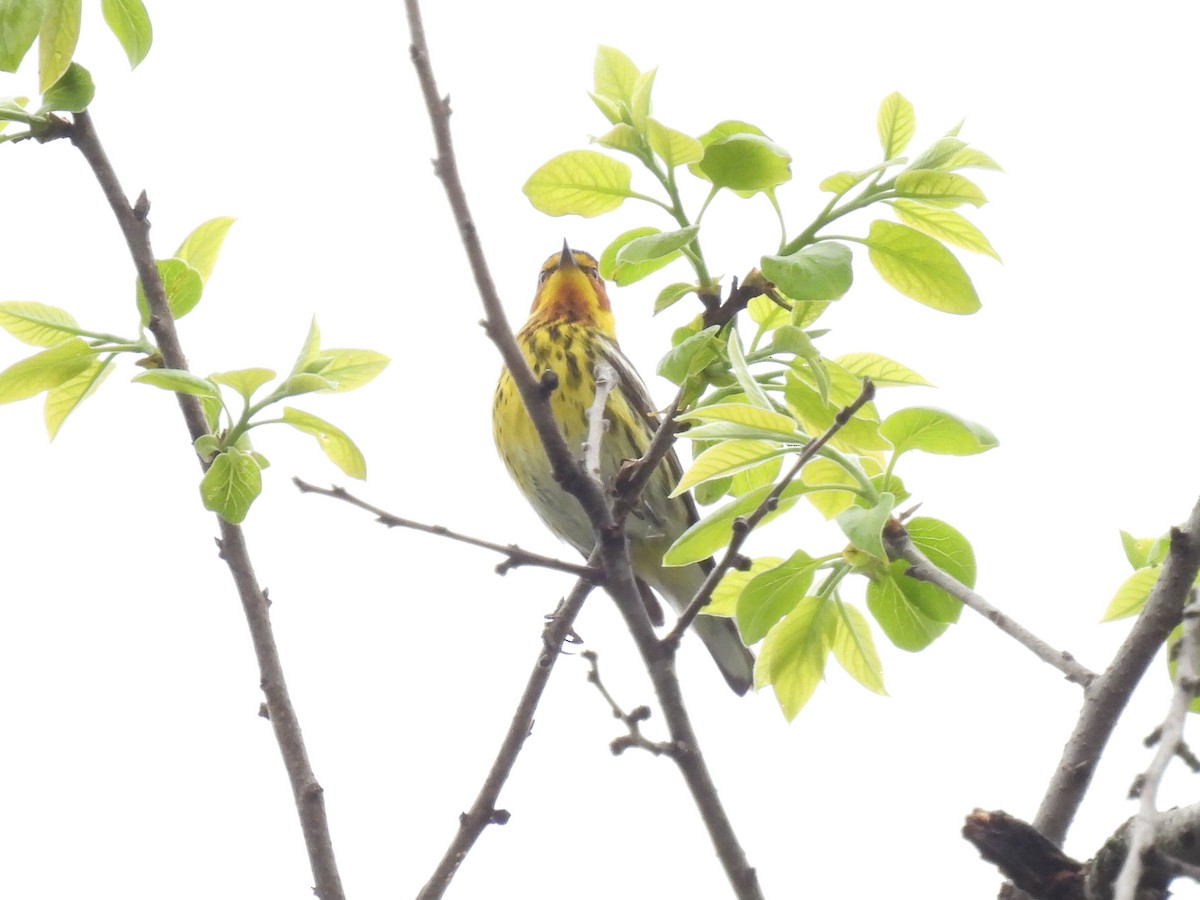 Cape May Warbler - ML618396117