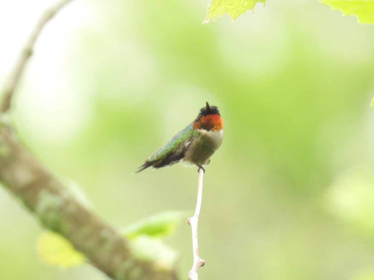 Ruby-throated Hummingbird - Cindy Leffelman