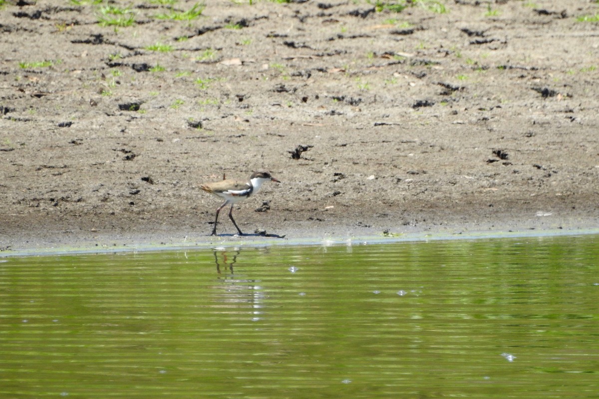 Red-kneed Dotterel - ML618396143