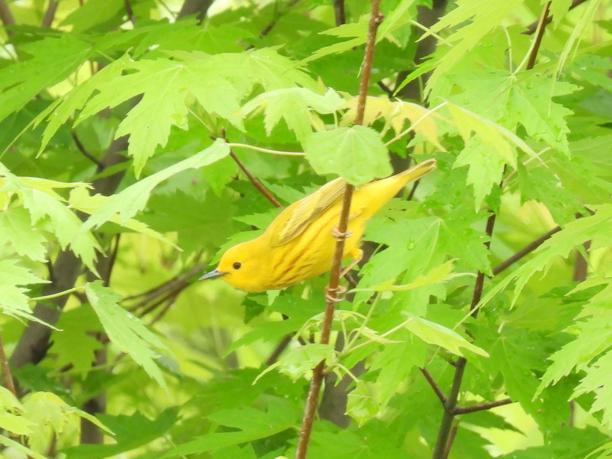 Yellow Warbler - ML618396144