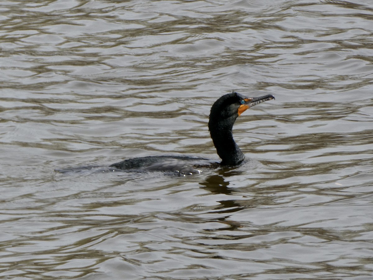 Double-crested Cormorant - Jean Roberge