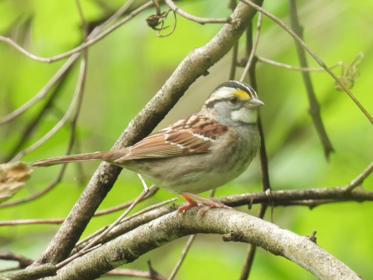 White-throated Sparrow - ML618396177