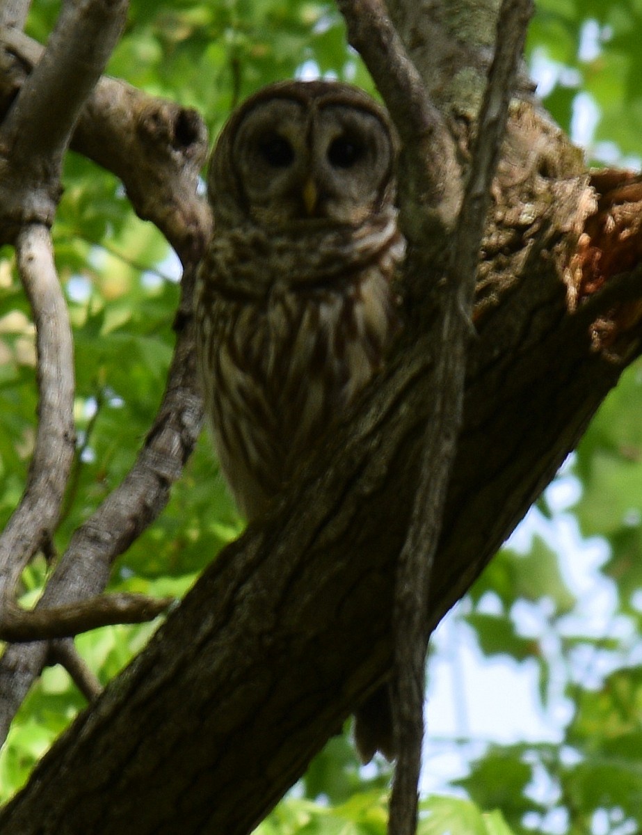 Barred Owl - ML618396182