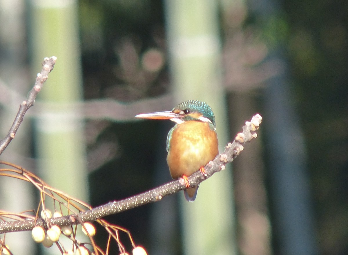 Common Kingfisher - ML618396197