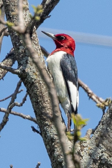 Red-headed Woodpecker - ML618396234