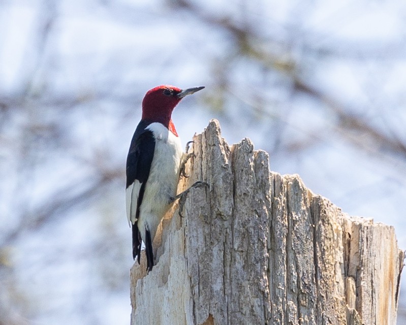 Red-headed Woodpecker - ML618396235