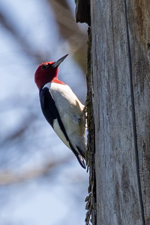 Red-headed Woodpecker - ML618396236