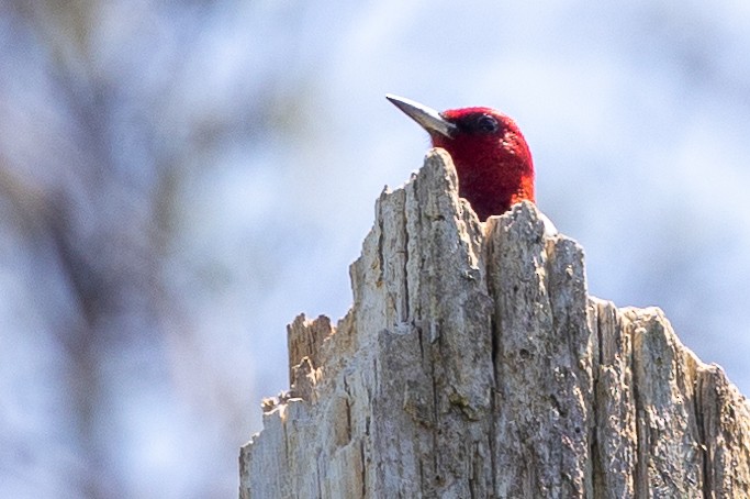 Red-headed Woodpecker - ML618396237