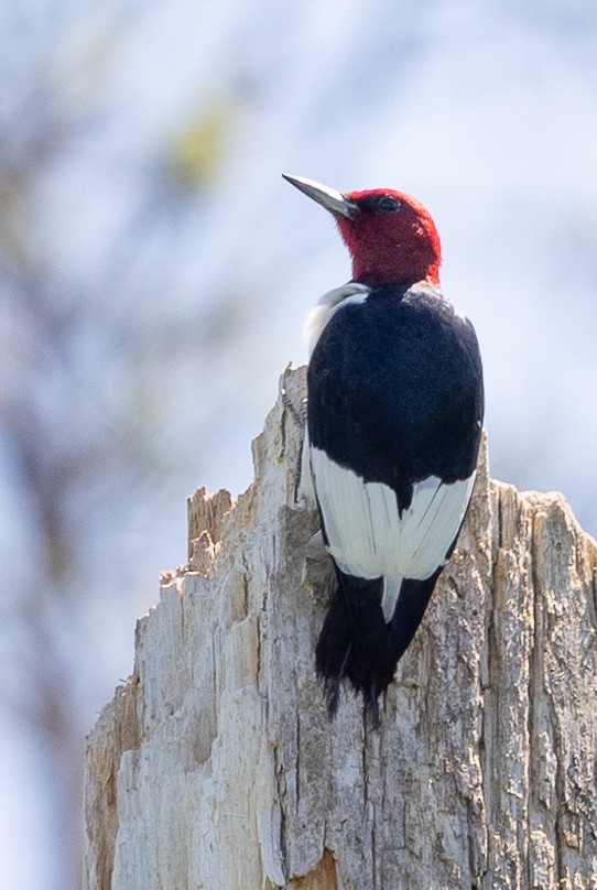 Red-headed Woodpecker - Else Karlsen