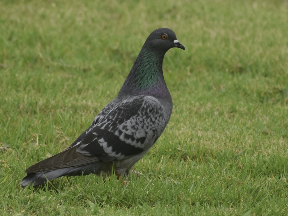 Rock Pigeon (Feral Pigeon) - ML618396249
