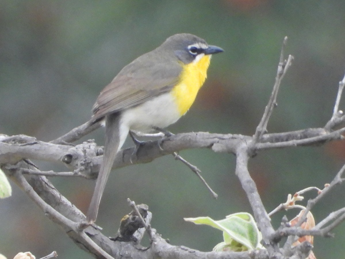 Yellow-breasted Chat - ML618396280