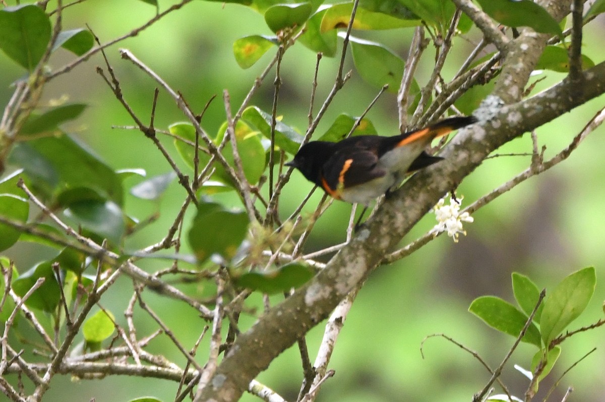 American Redstart - Kevin Smith