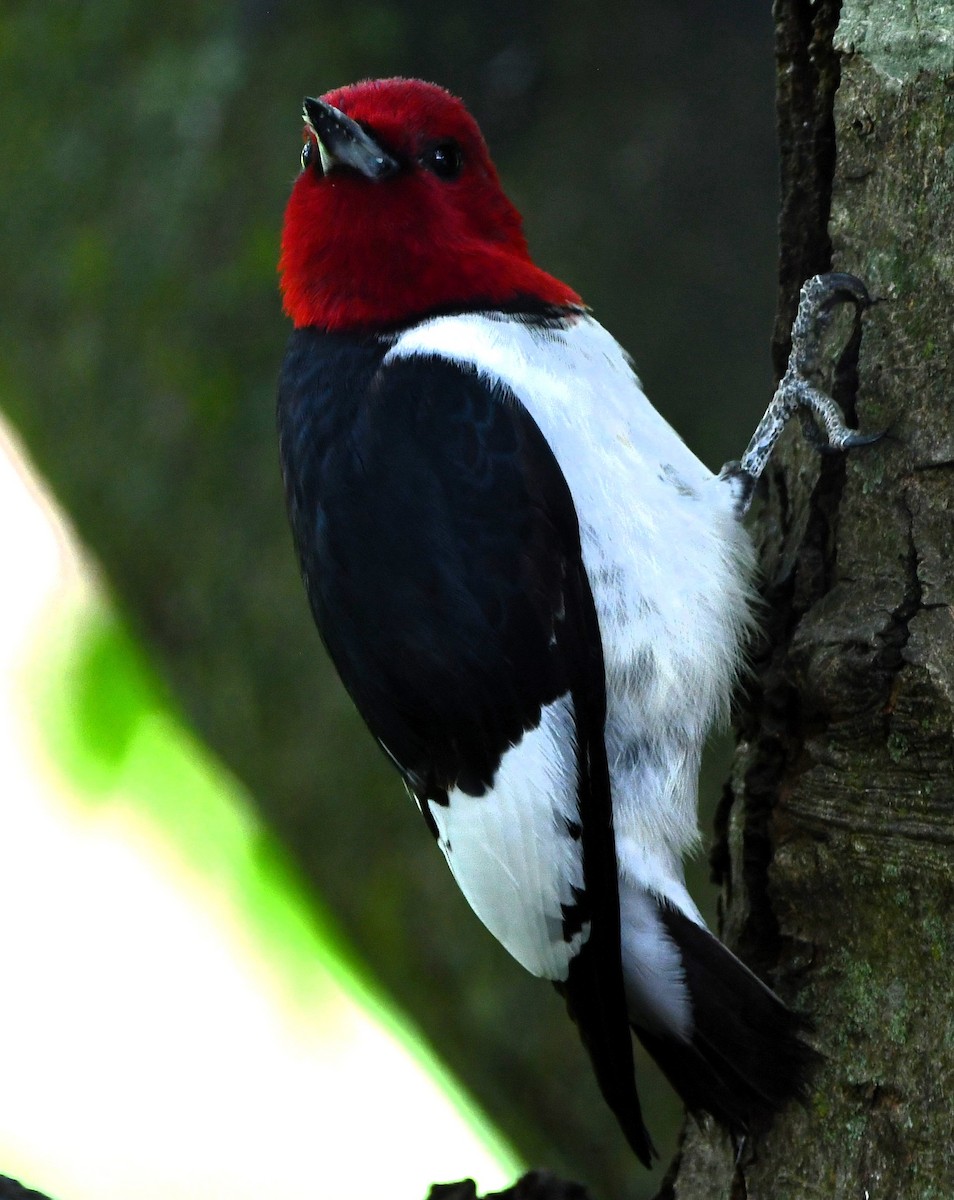 Red-headed Woodpecker - ML618396317