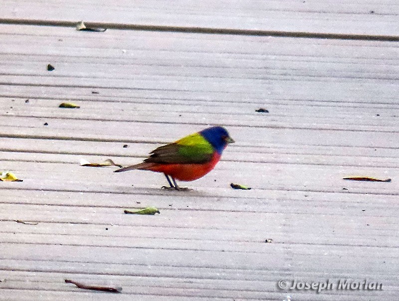 Painted Bunting - ML618396319