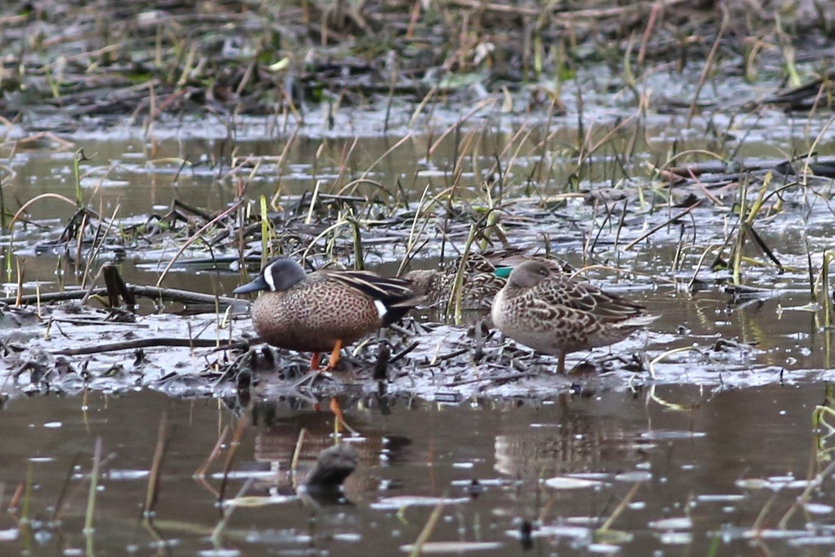 Blue-winged Teal - ML618396334