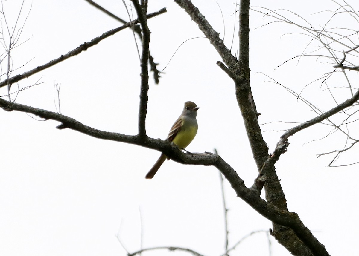 Great Crested Flycatcher - Bruce Arnold