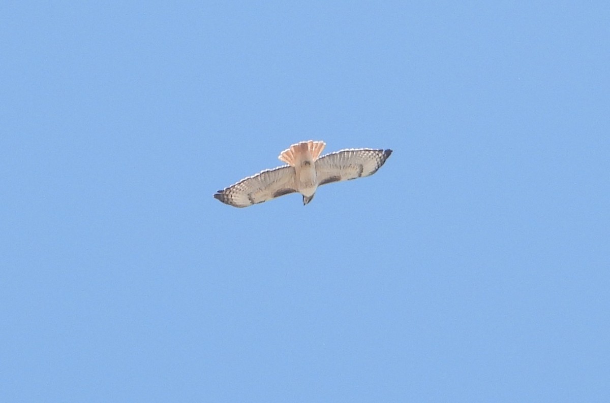 Red-tailed Hawk - ML618396415