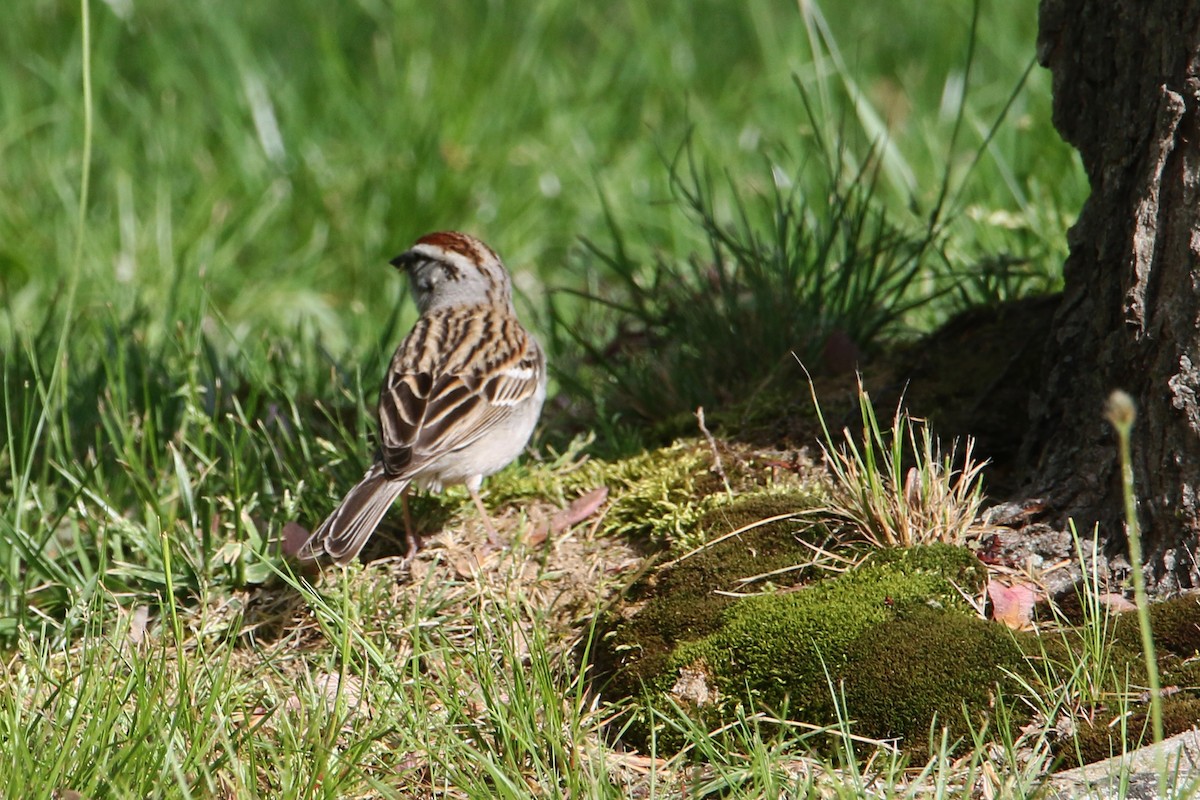 Chipping Sparrow - ML618396421