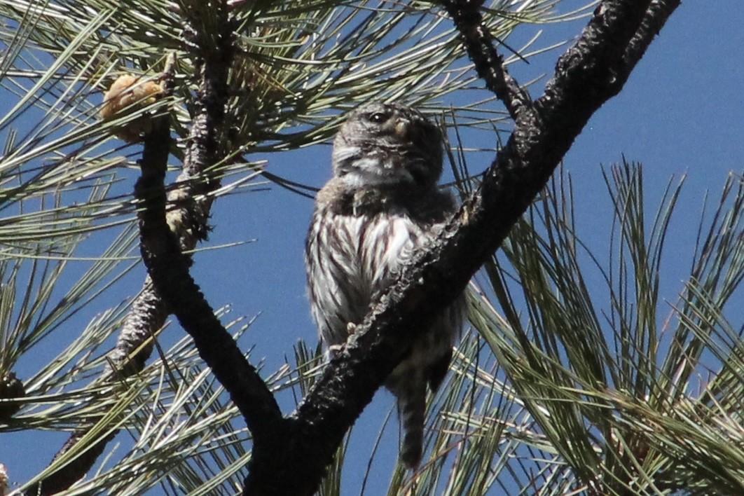 Northern Pygmy-Owl - ML618396436