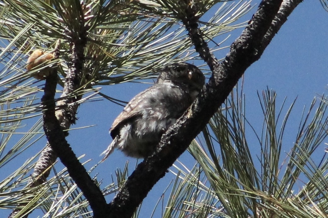 Northern Pygmy-Owl - ML618396437