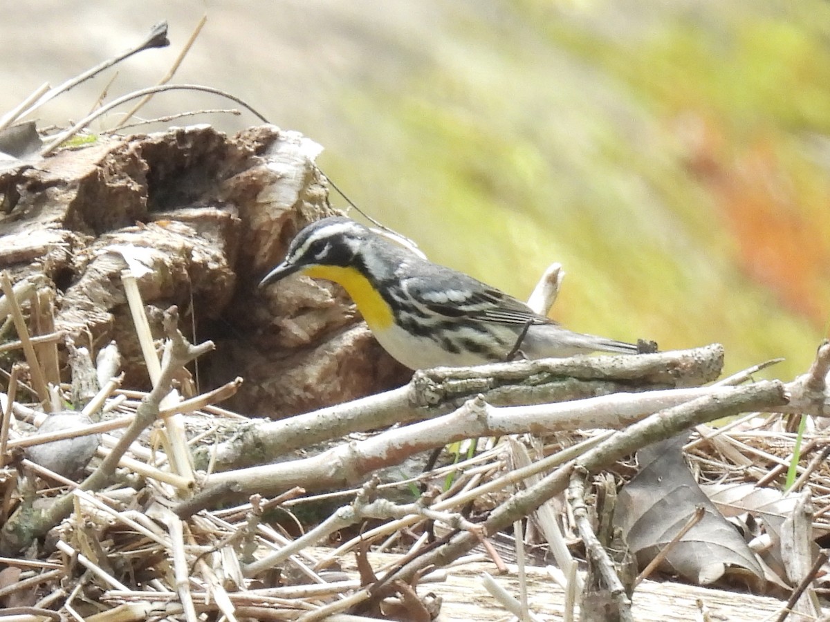 Yellow-throated Warbler - Cindy Leffelman