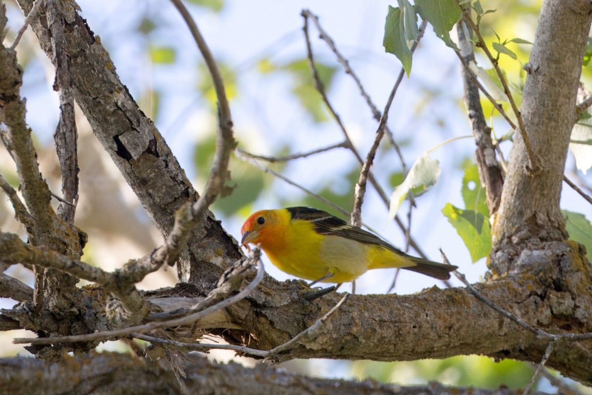Western Tanager - ML618396447