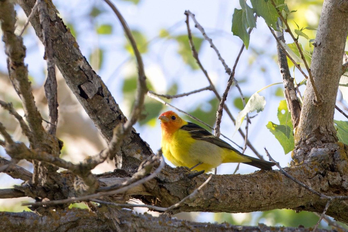 Western Tanager - ML618396448
