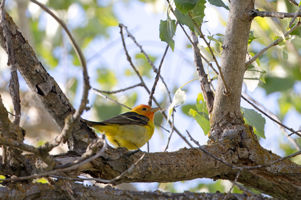 Western Tanager - ML618396449