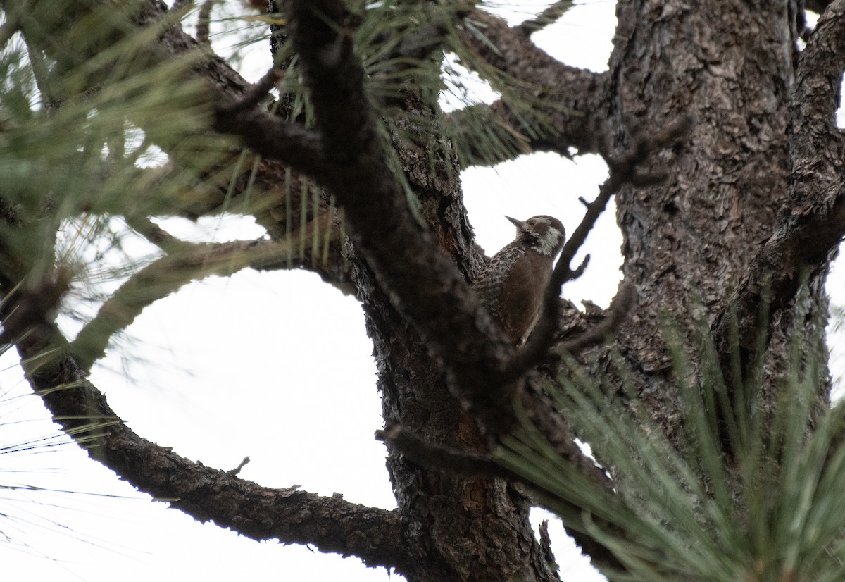 Arizona Woodpecker - ML618396456