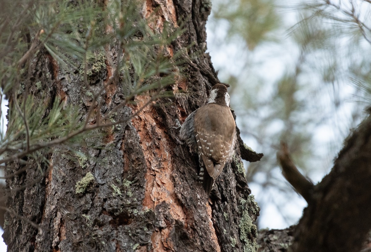Arizona Woodpecker - ML618396457