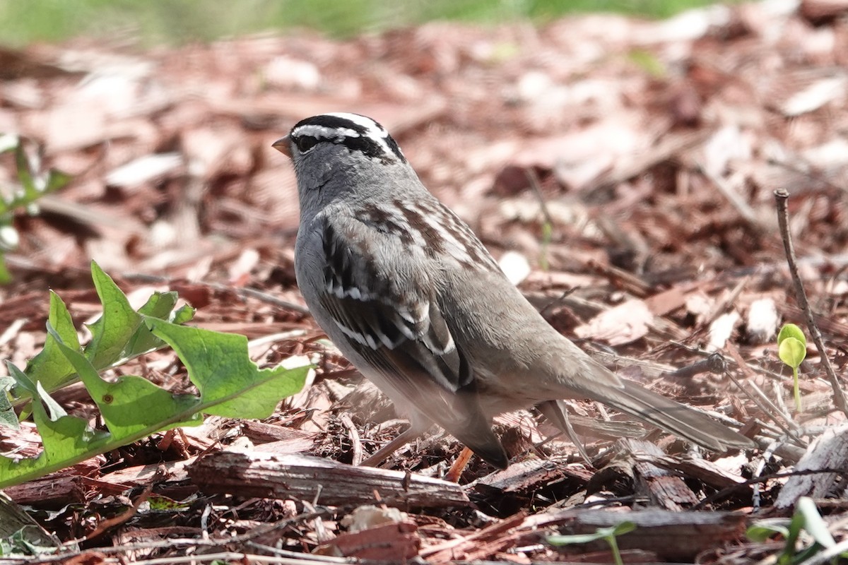 White-crowned Sparrow - Yvon Bigras