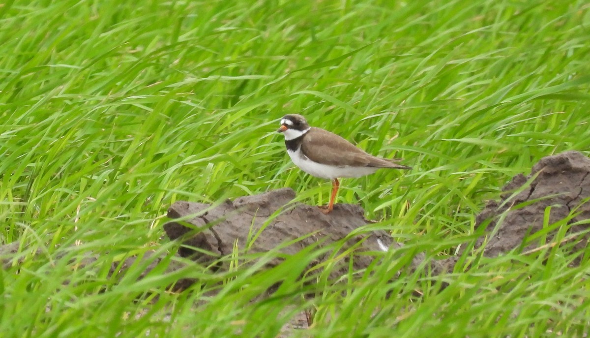 Semipalmated Plover - ML618396553