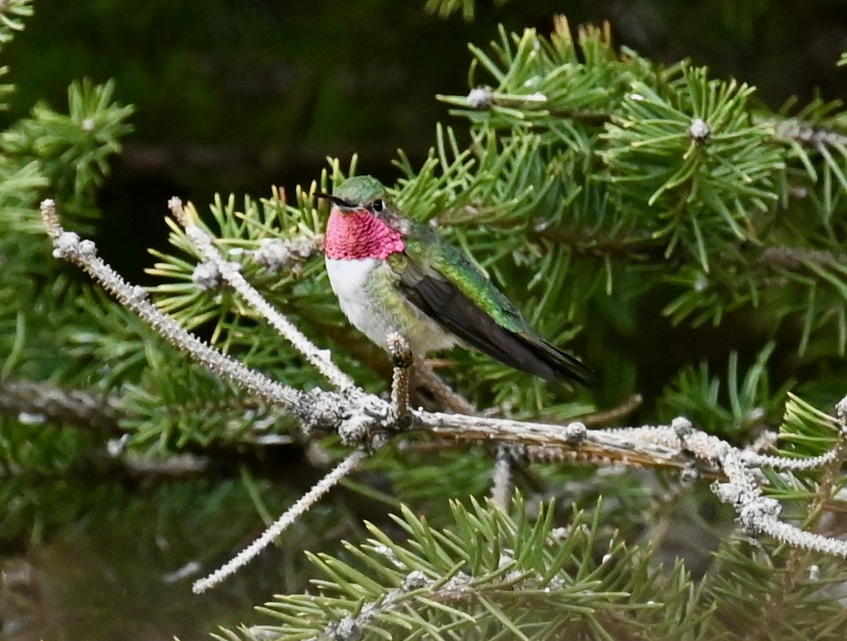 Broad-tailed Hummingbird - ML618396562