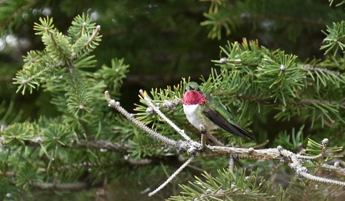 Broad-tailed Hummingbird - ML618396564
